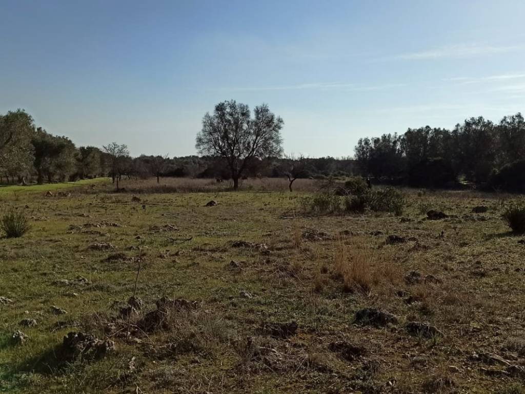 Terreno a Francavilla fontana in Contrada Lobarco - Foto 5
