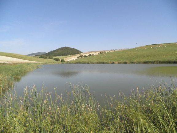 Terreno a Rosignano marittimo in S.R.206 - Foto 2