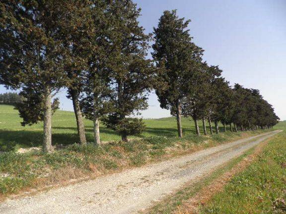 Terreno a Rosignano marittimo in S.R.206 - Foto 4