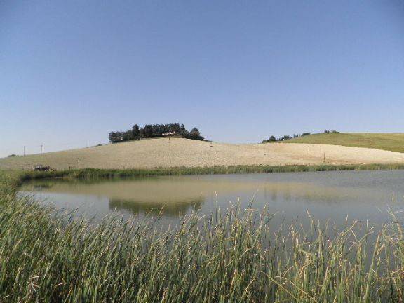 Terreno a Rosignano marittimo in S.R.206 - Foto 5