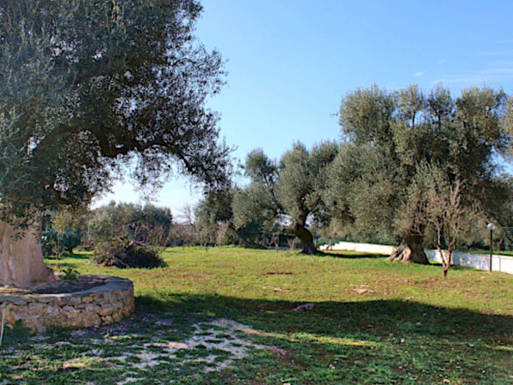 Rustico / casale a Carovigno in SS16 - Foto 3