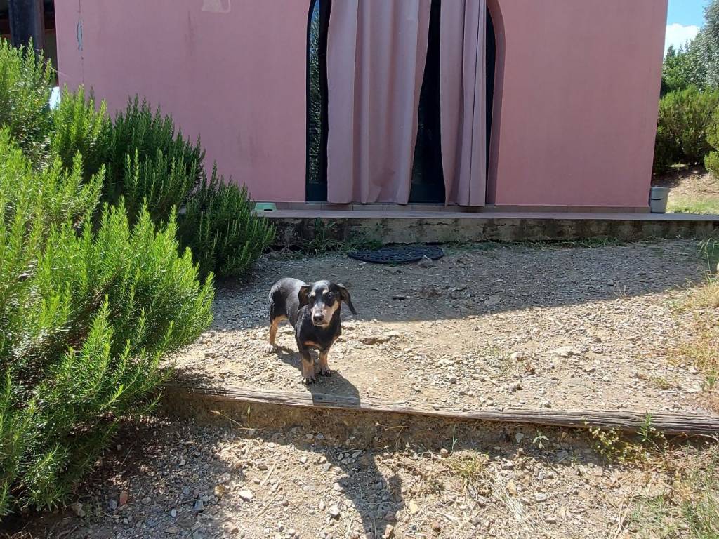 Rustico / casale a Castiglione della pescaia in Strada Vicinale di Val di Campo - Foto 4