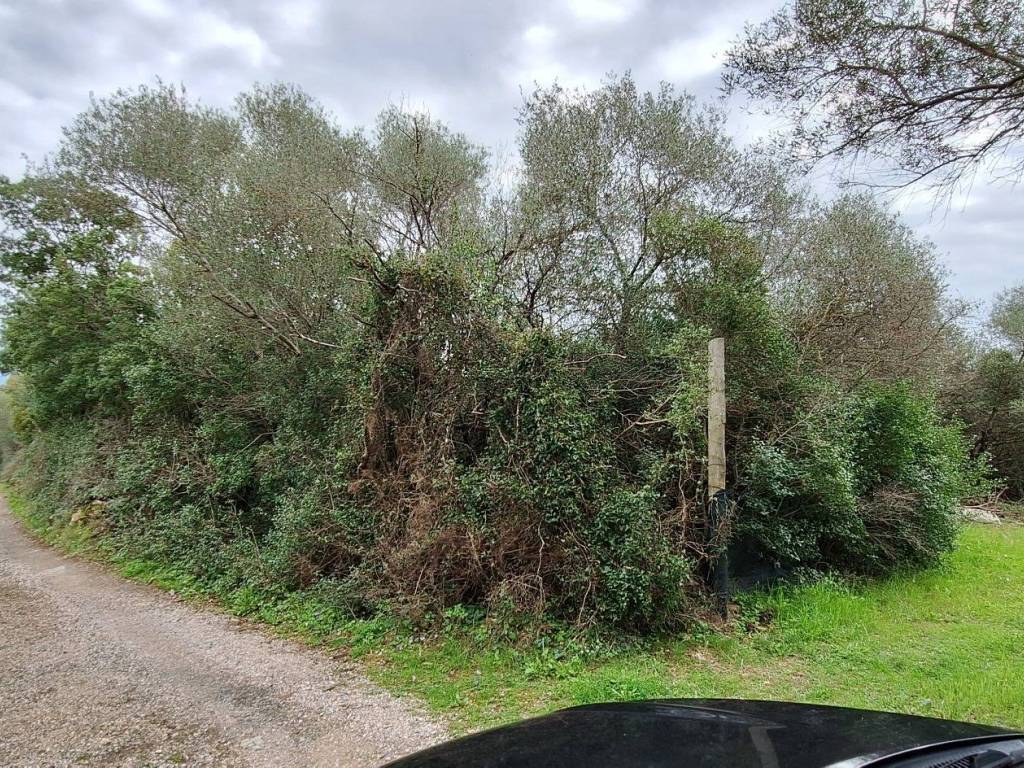 Terreno a Castiglione della pescaia in Strada Vicinale di Val di Campo - Foto 2