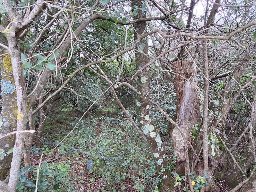 Terreno a Castiglione della pescaia in Strada Vicinale di Val di Campo - Foto 3