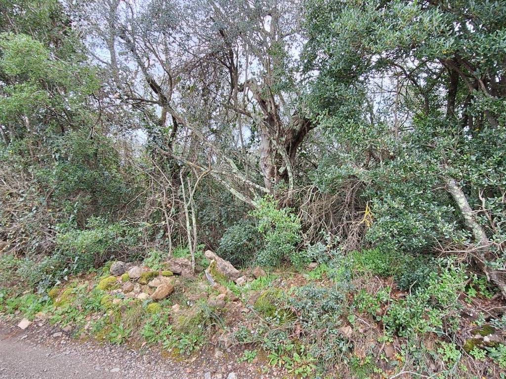 Terreno a Castiglione della pescaia in Strada Vicinale di Val di Campo - Foto 4