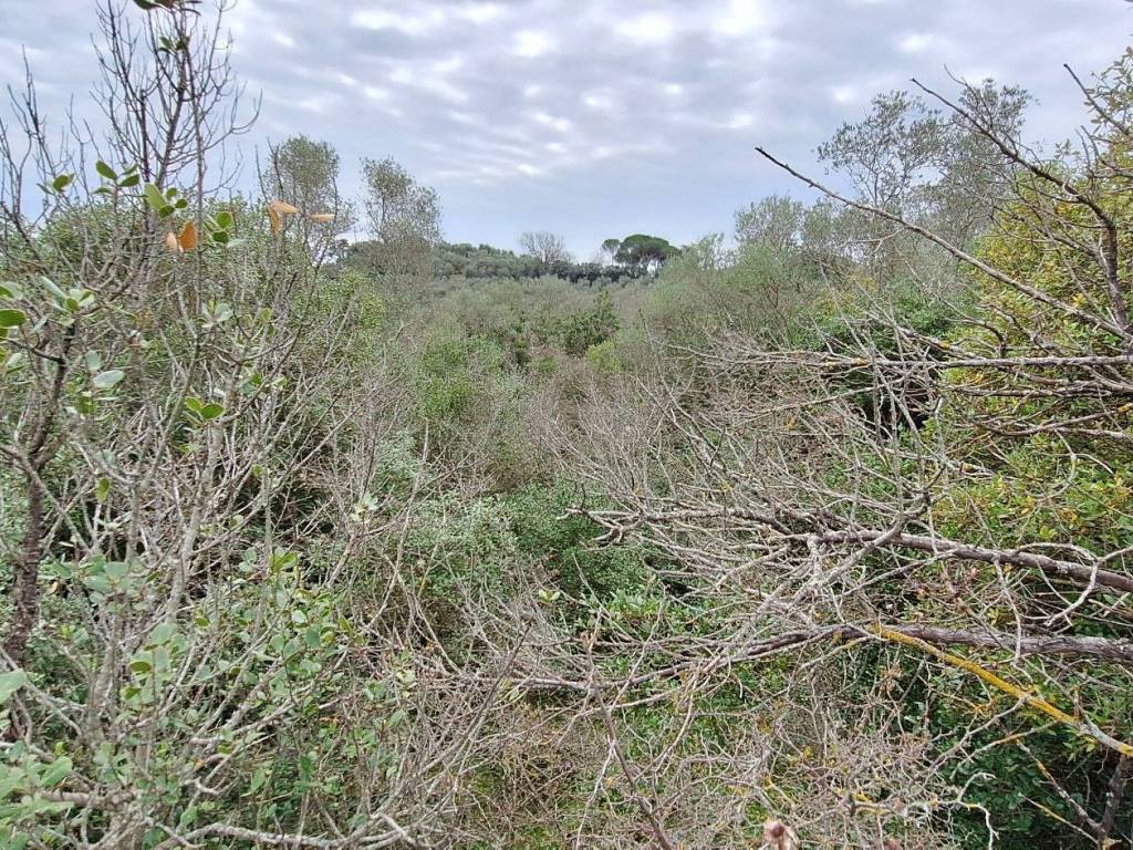 Terreno a Castiglione della pescaia in Strada Vicinale di Val di Campo - Foto 5