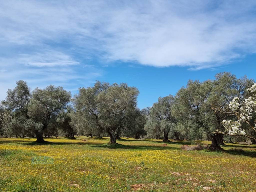 Rustico / casale a Ceglie messapica in Contrada Circiello - Foto 5