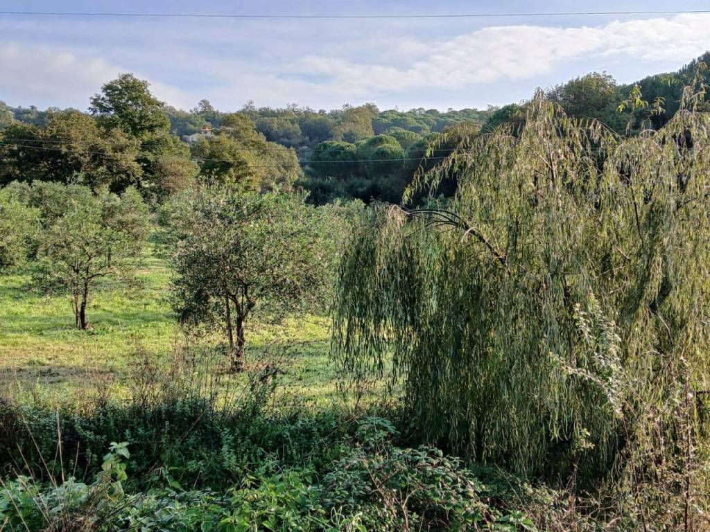 Terreno a Gavorrano - Foto 3