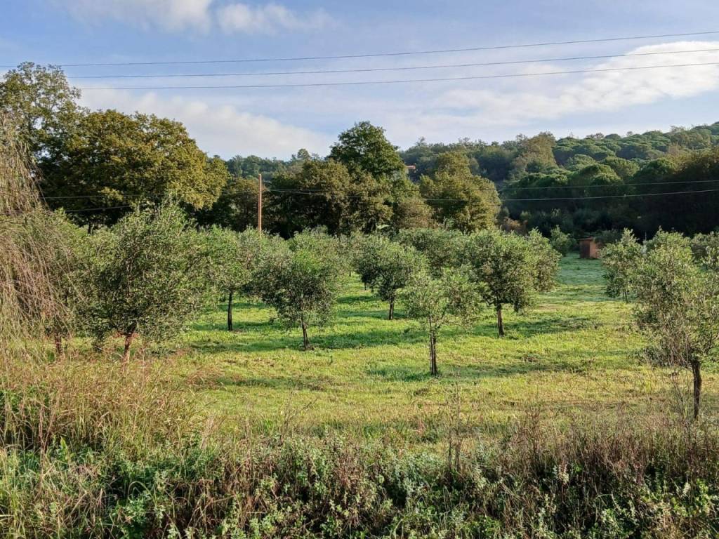 Terreno a Gavorrano - Foto 4