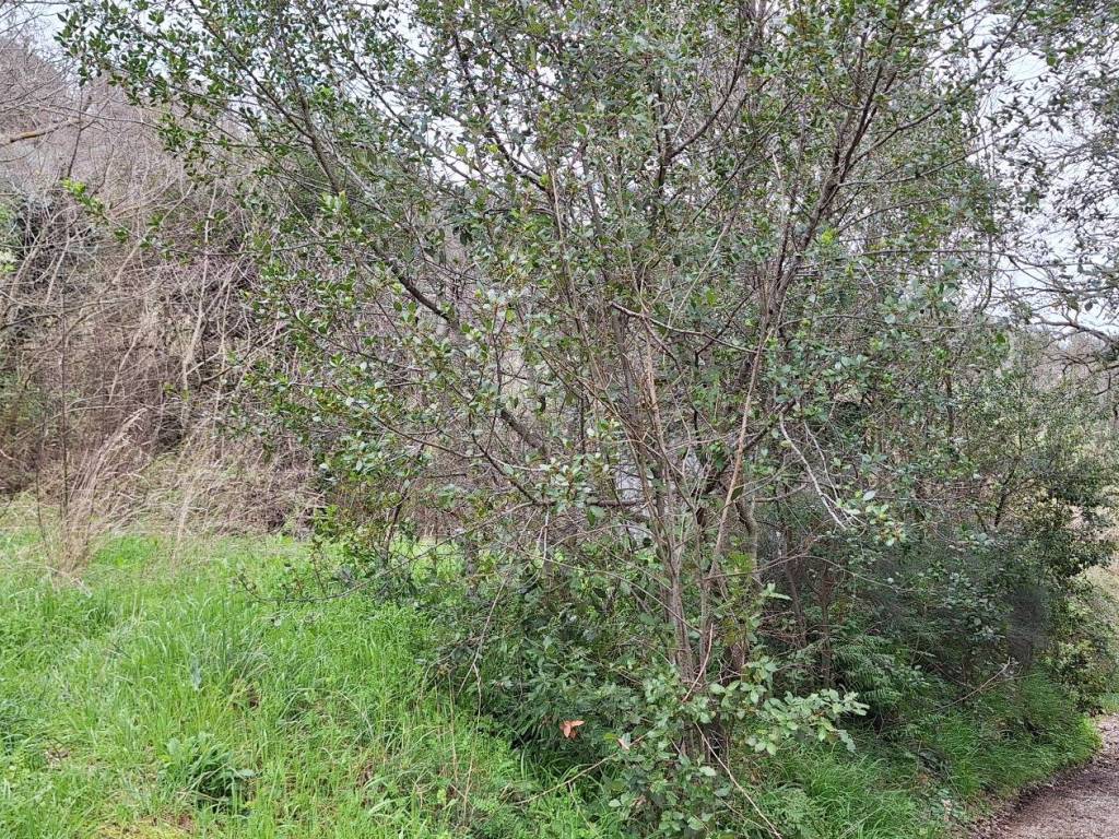 Terreno a Castiglione della pescaia in Strada Comunale Vetulonia-Cirilli - Foto 3