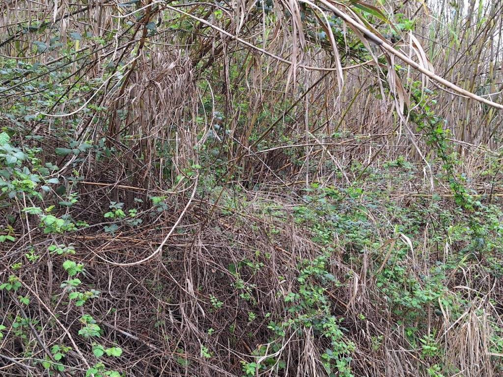 Terreno a Castiglione della pescaia in Strada Comunale Vetulonia-Cirilli - Foto 5
