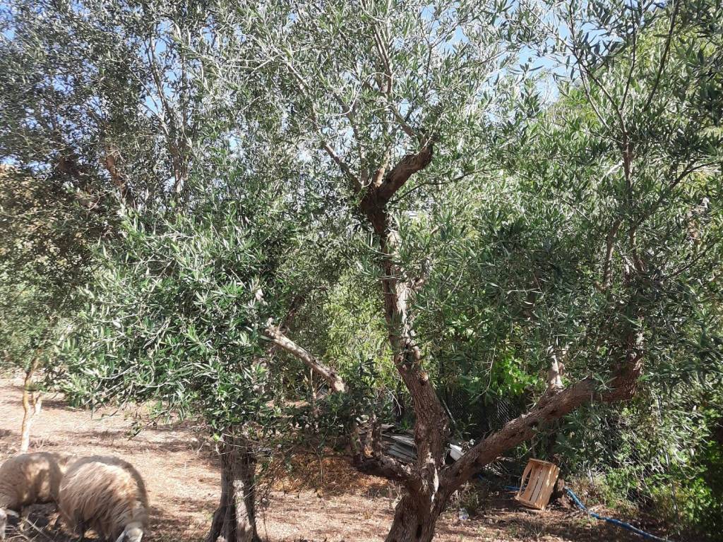 Terreno a Altofonte - Foto 4