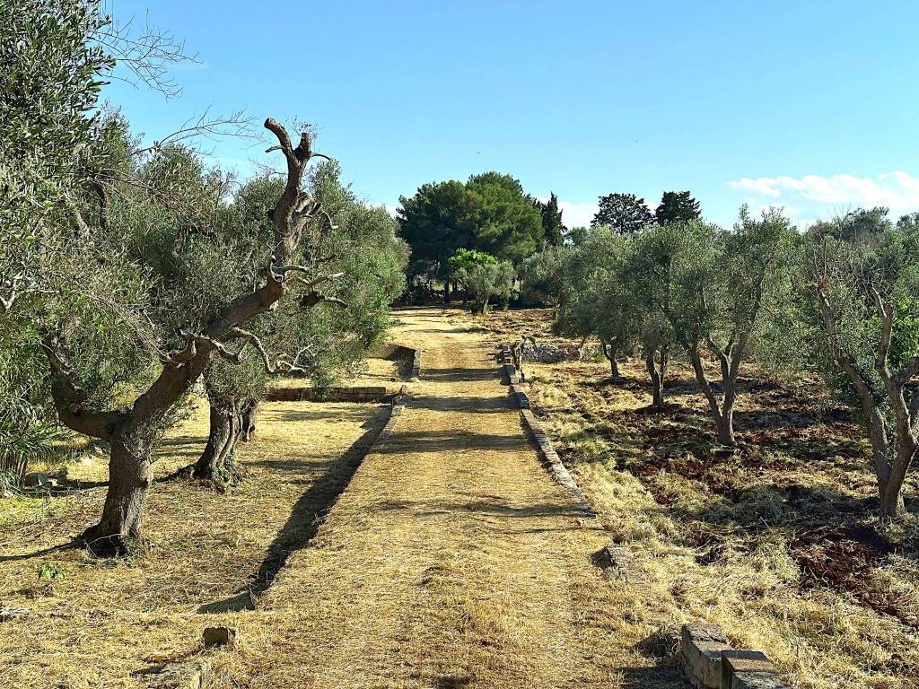 Rustico / casale a Carovigno in Contrada Catanzani - Foto 2