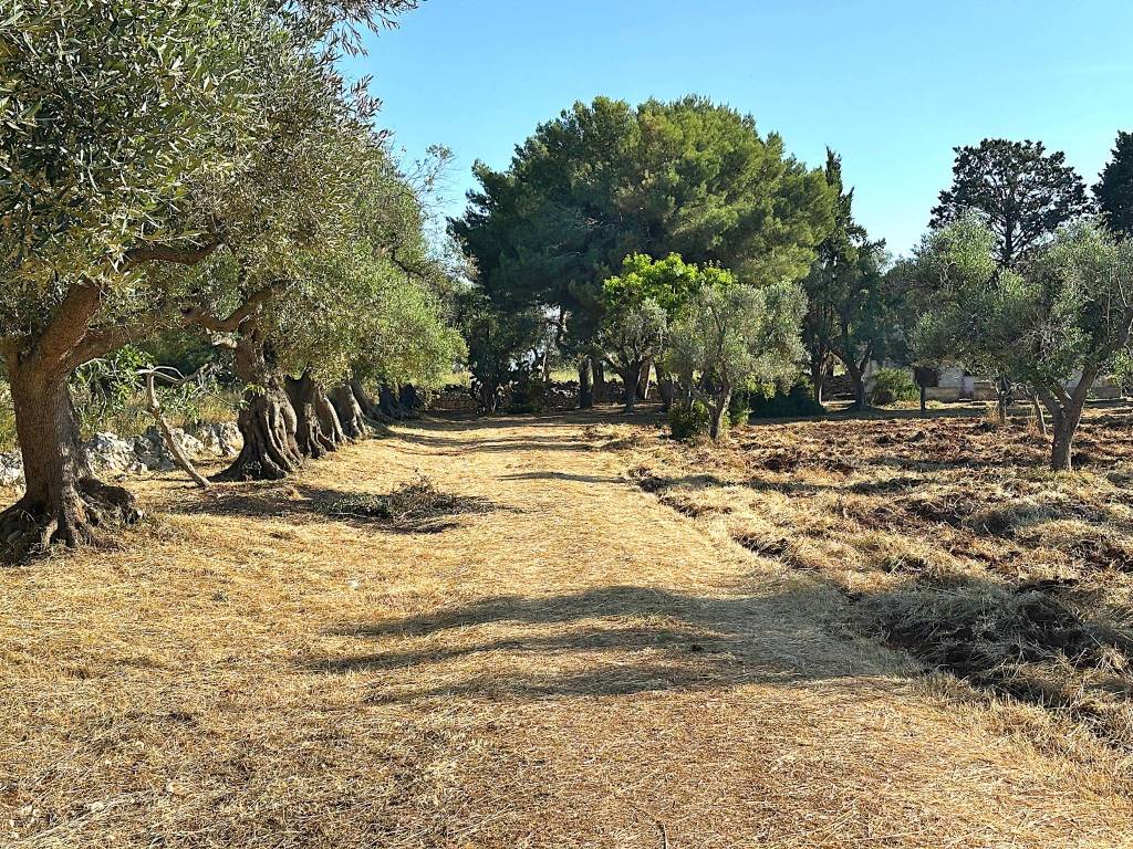 Rustico / casale a Carovigno in Contrada Catanzani - Foto 3