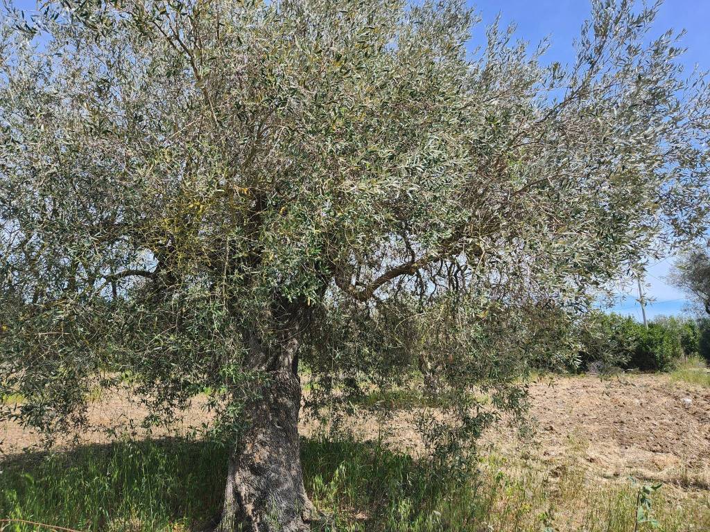 Terreno a San sperate - Foto 3
