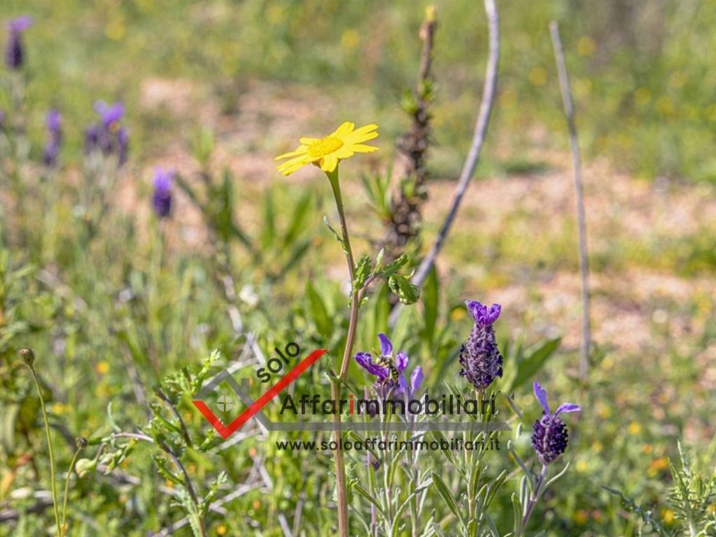 Terreno a Arzachena in SS427 - Foto 3