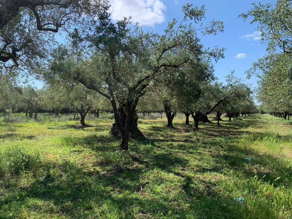 Terreno a San prisco in Via Annibale Barca, 2 - Foto 2