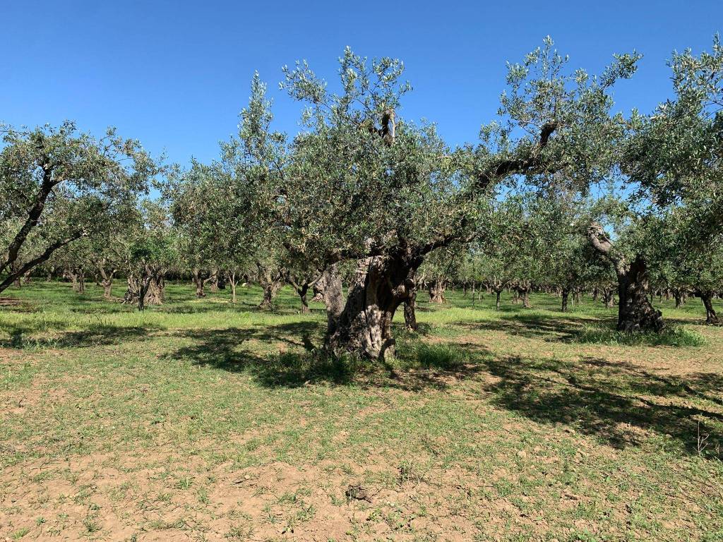 Terreno a San prisco in Via Annibale Barca, 2 - Foto 3
