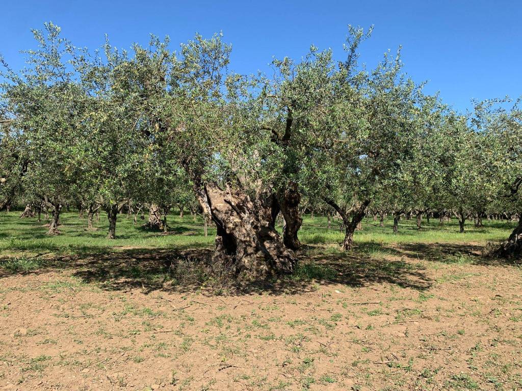 Terreno a San prisco in Via Annibale Barca, 2 - Foto 4