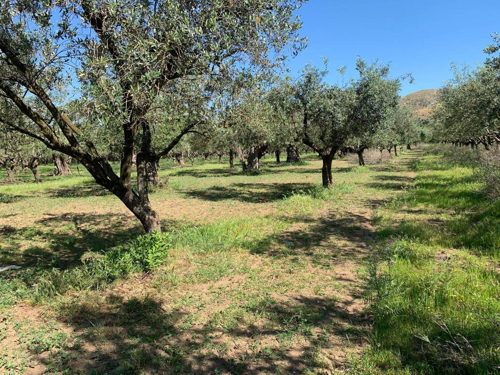 Terreno a San prisco in Via Annibale Barca, 2 - Foto 5