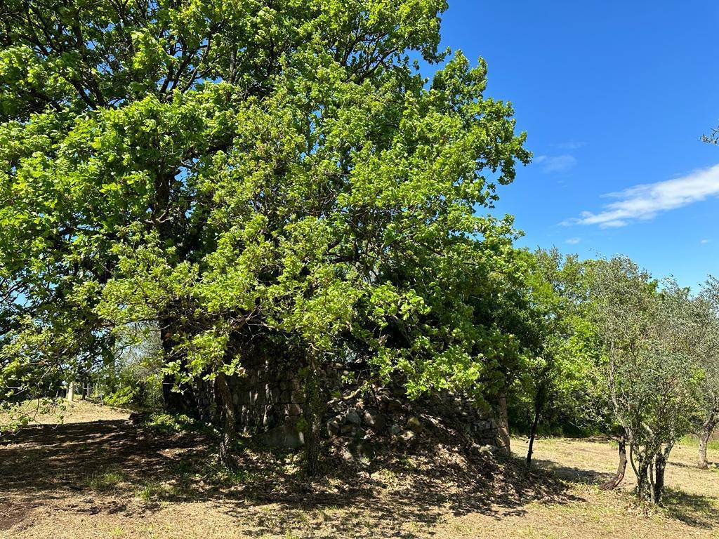 Terreno a Vetralla in Strada della Veronica - Foto 4