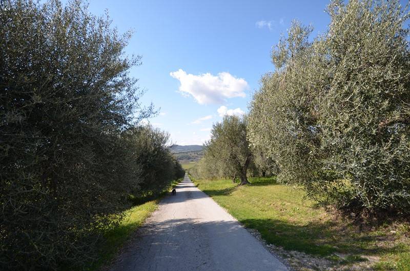 Rustico / casale a Castel del piano - Foto 2