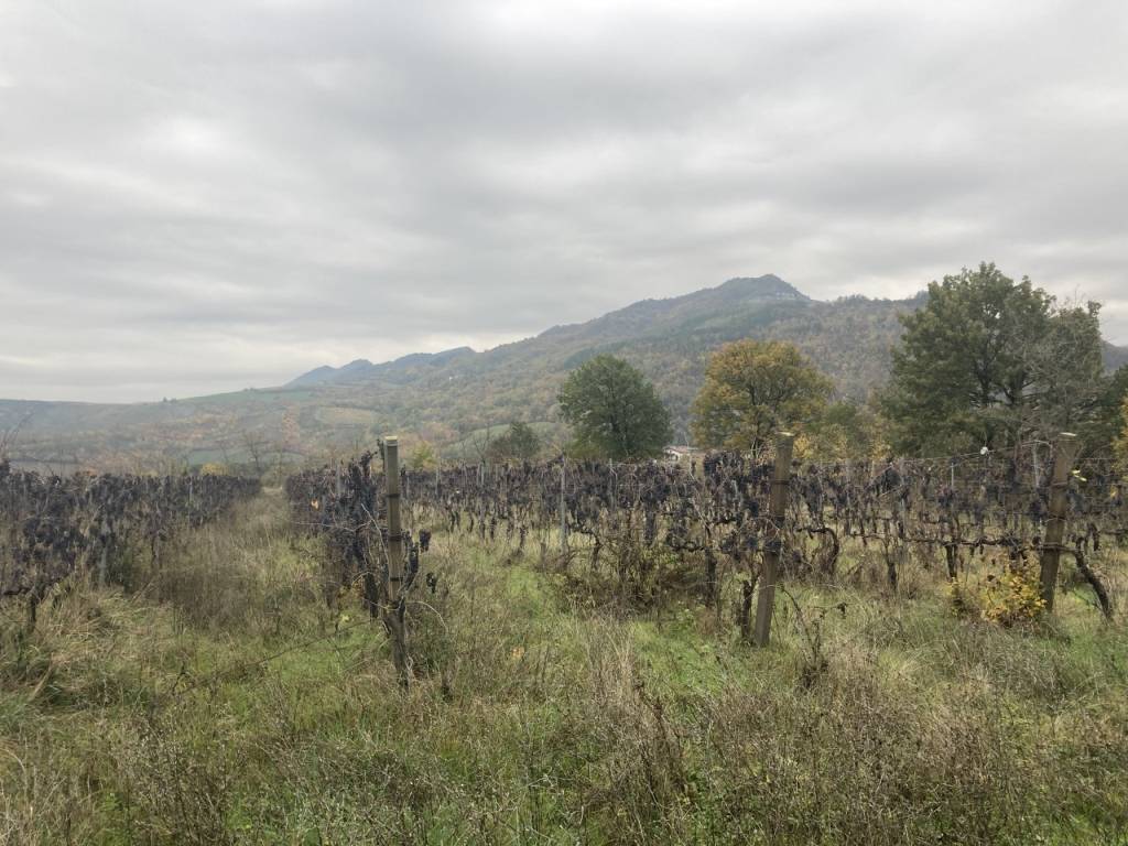 Terreno a Riolo terme - Foto 2