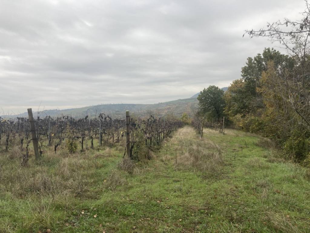 Terreno a Riolo terme - Foto 4