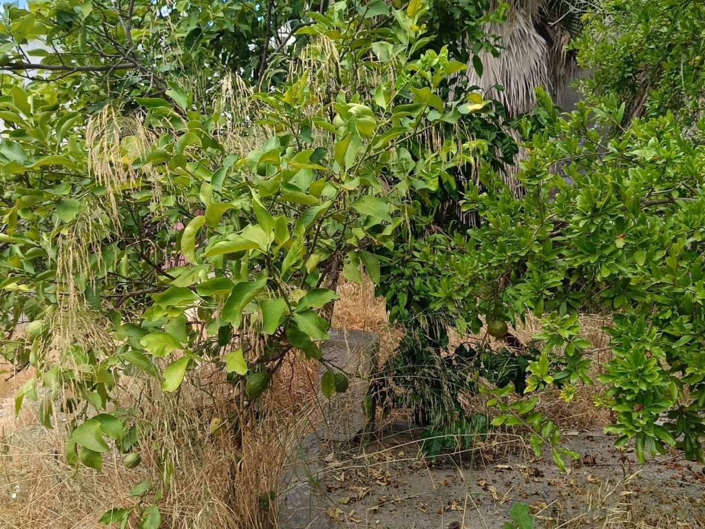 Terreno a Scorrano in Via Duca Carlo Guarini, 9 - Foto 4