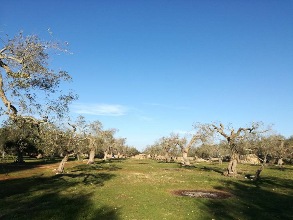 Terreno a Specchia in Contrada Donna Vittoria - Foto 2