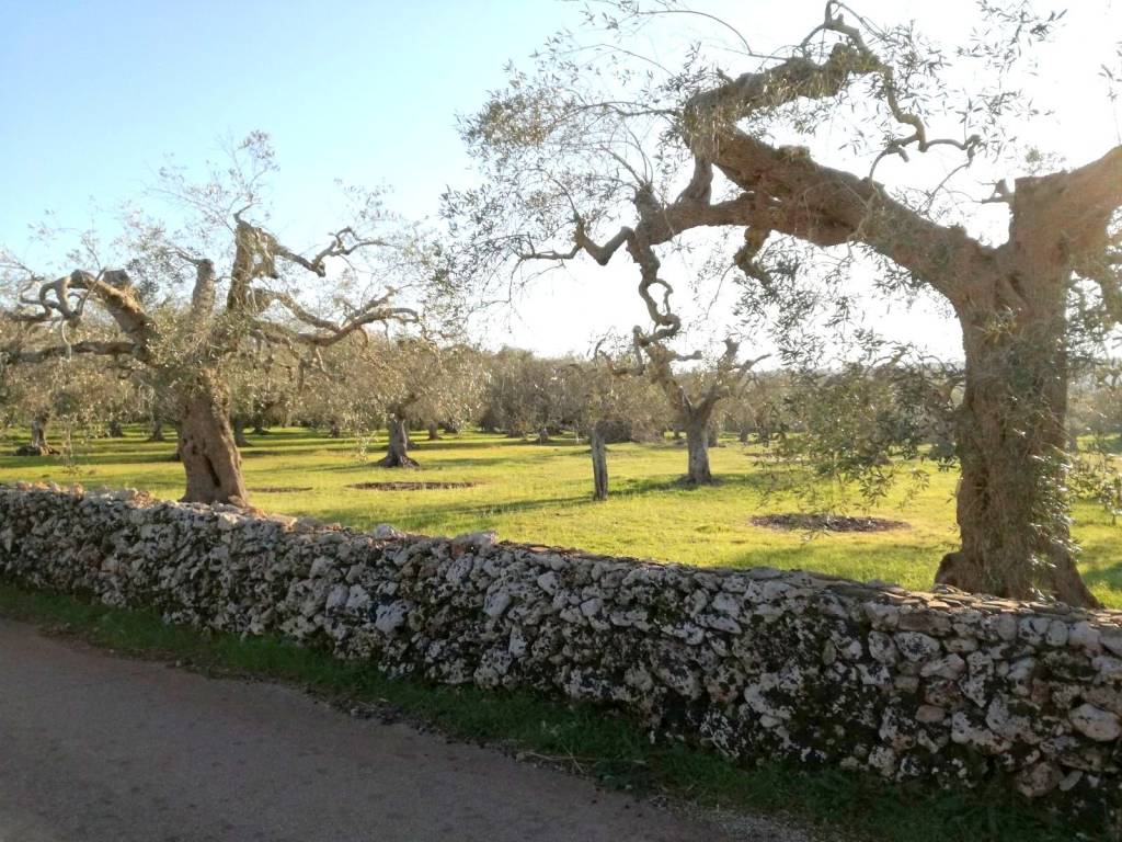 Terreno a Specchia in Contrada Donna Vittoria - Foto 3