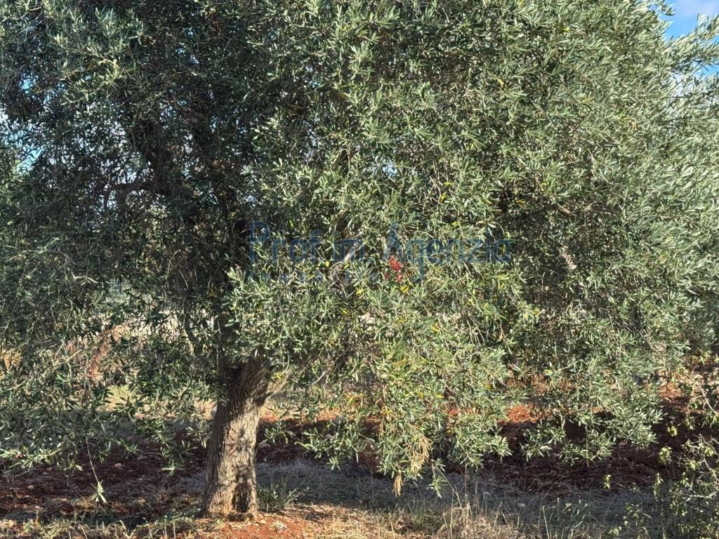 Terreno a Carovigno - Foto 3