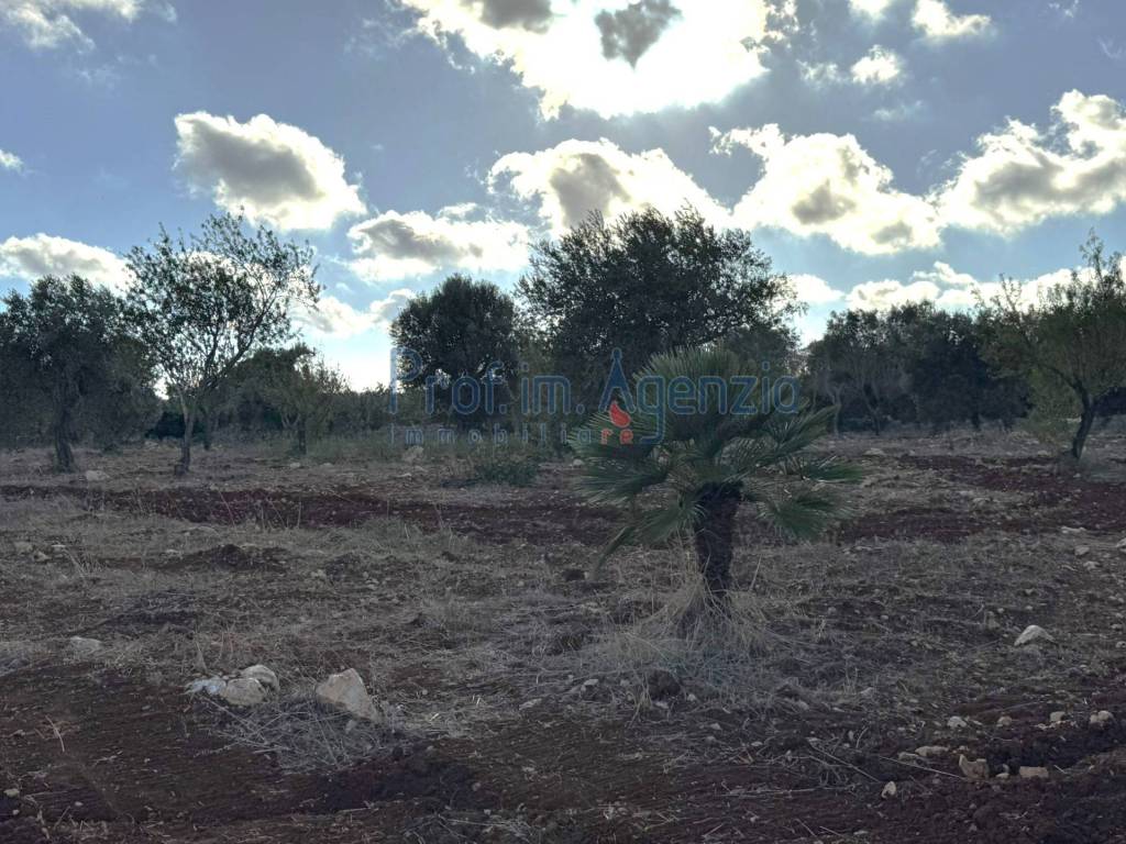Terreno a Carovigno - Foto 5