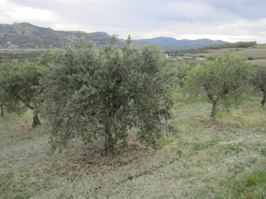 Terreno a Corigliano-rossano in LOC. STRANGE - Foto 4