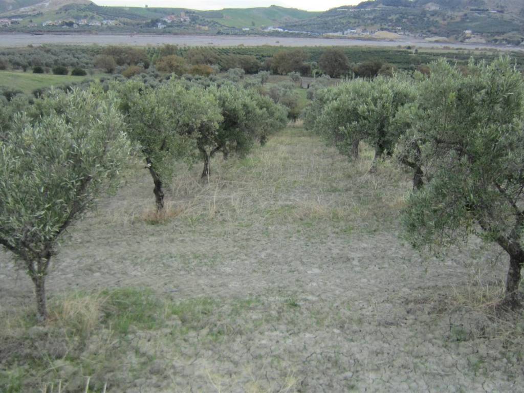 Terreno a Corigliano-rossano in LOC. STRANGE - Foto 5