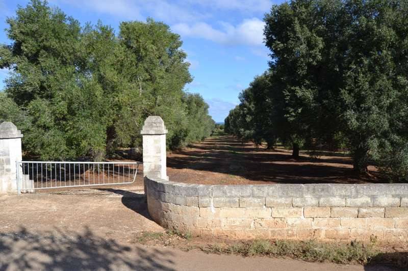 Terreno a Carovigno in SP33 - Foto 2