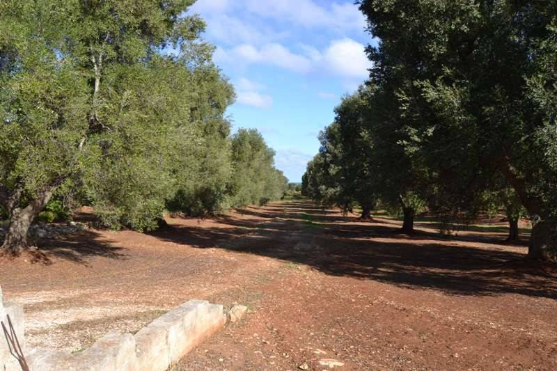 Terreno a Carovigno in SP33 - Foto 3