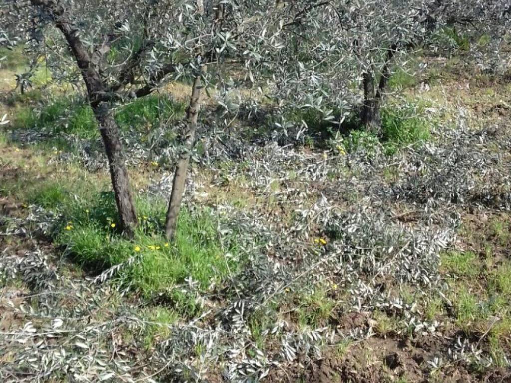 Terreno a Arezzo in Località Le Pietre - Foto 3