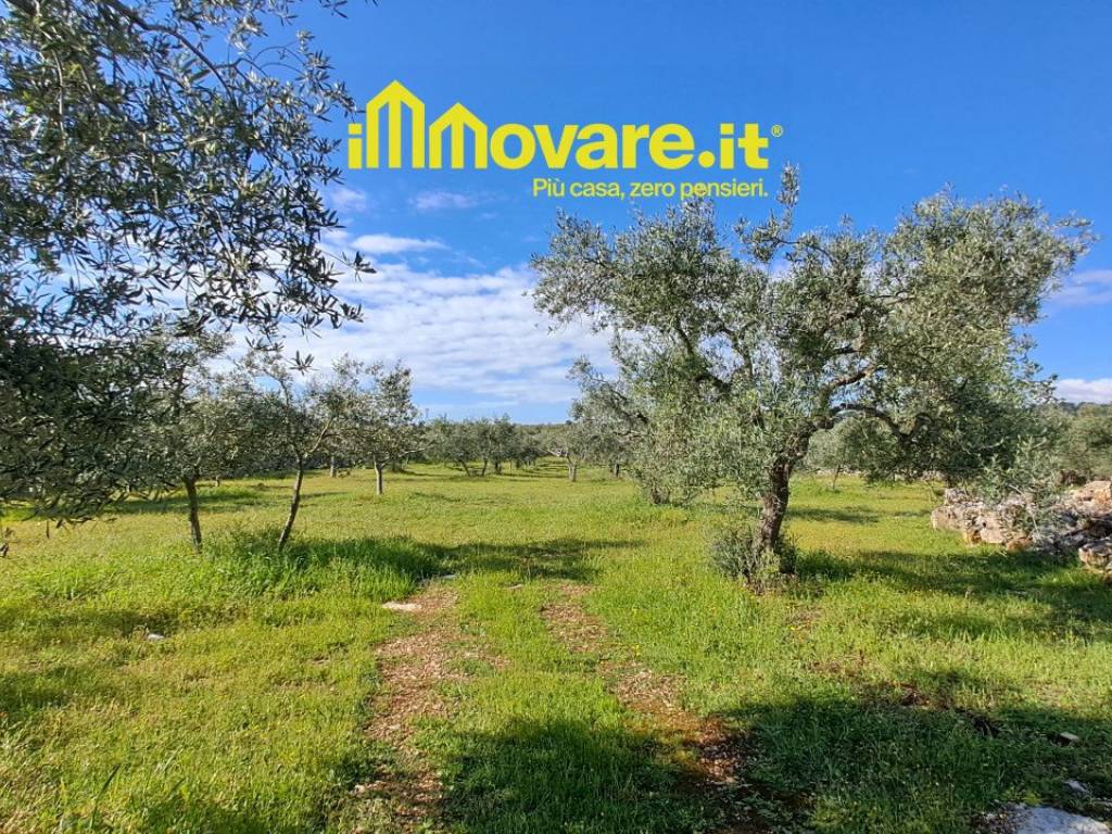 Terreno a Acquaviva delle fonti in Contrada Curtomartino Acquaviva delle Fonti - Foto 3