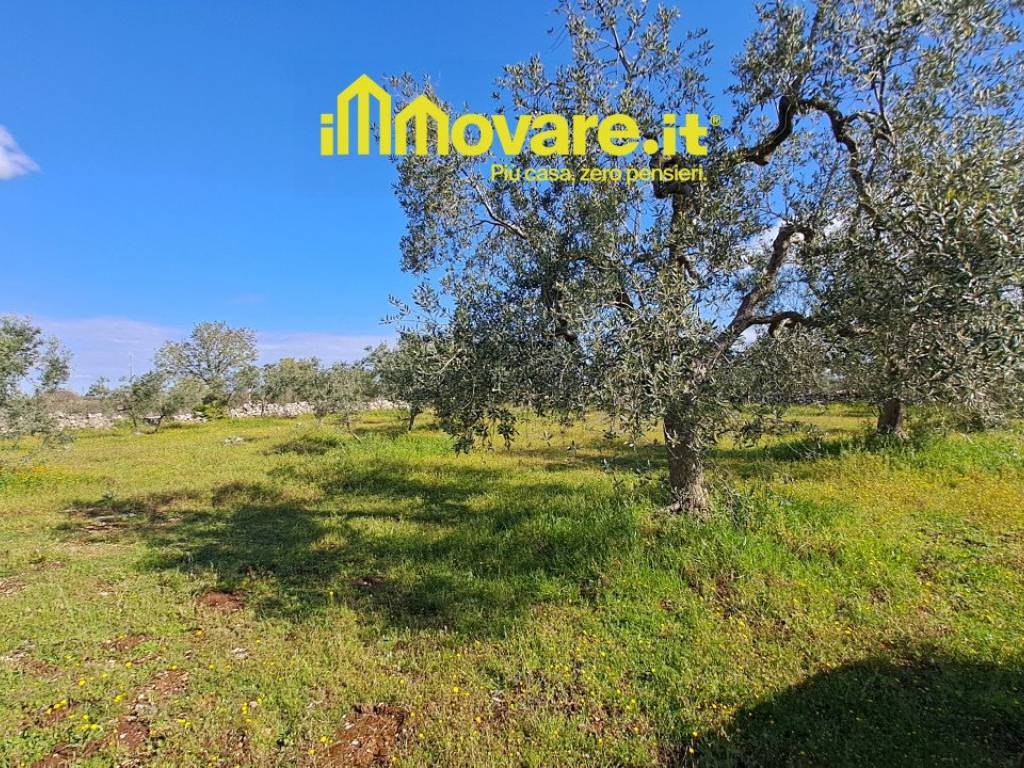 Terreno a Acquaviva delle fonti in Contrada Curtomartino Acquaviva delle Fonti - Foto 4