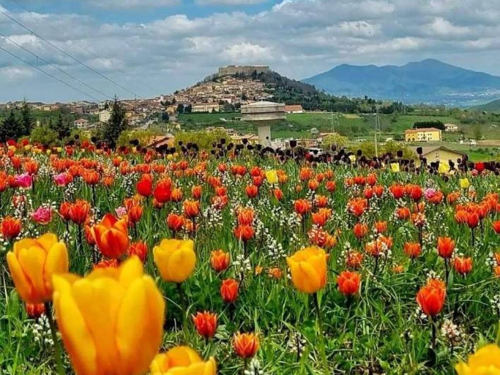 immagine di copertina