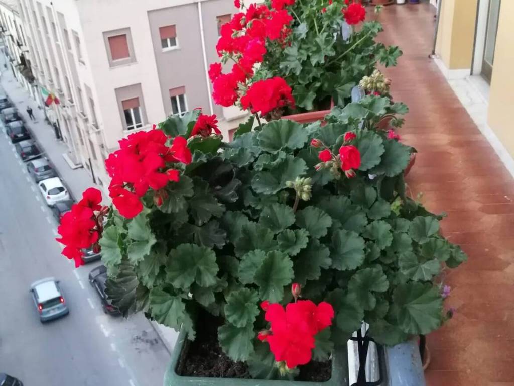 Appartamento a Caltanissetta in Via Sallemi, 32 - Foto 5