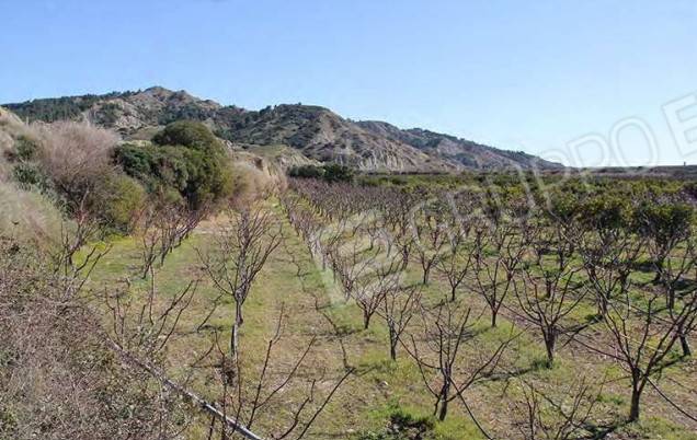 Terreno a Tursi - Foto 2