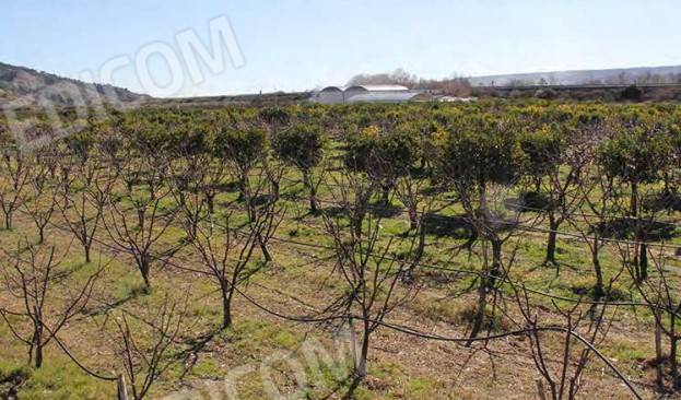 Terreno a Tursi - Foto 4