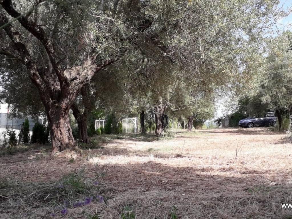 Terreno a Cessaniti in Strada Provinciale, 80 - Foto 2