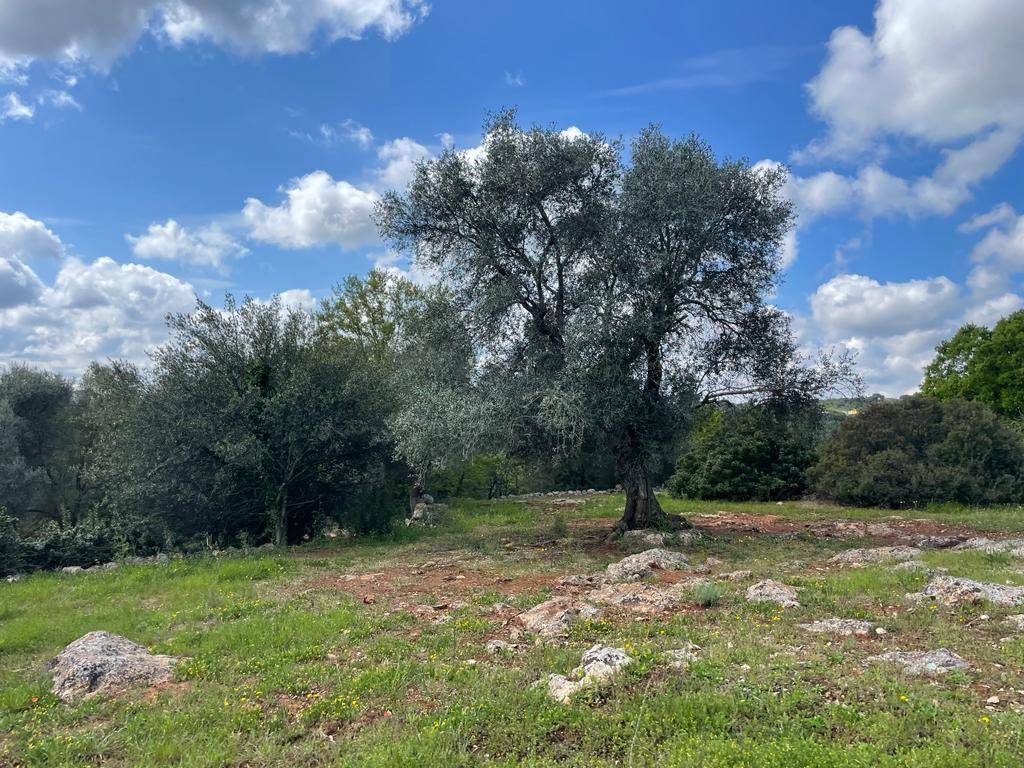 Rustico / casale a Ceglie messapica in Via Domenico Amati - Foto 4
