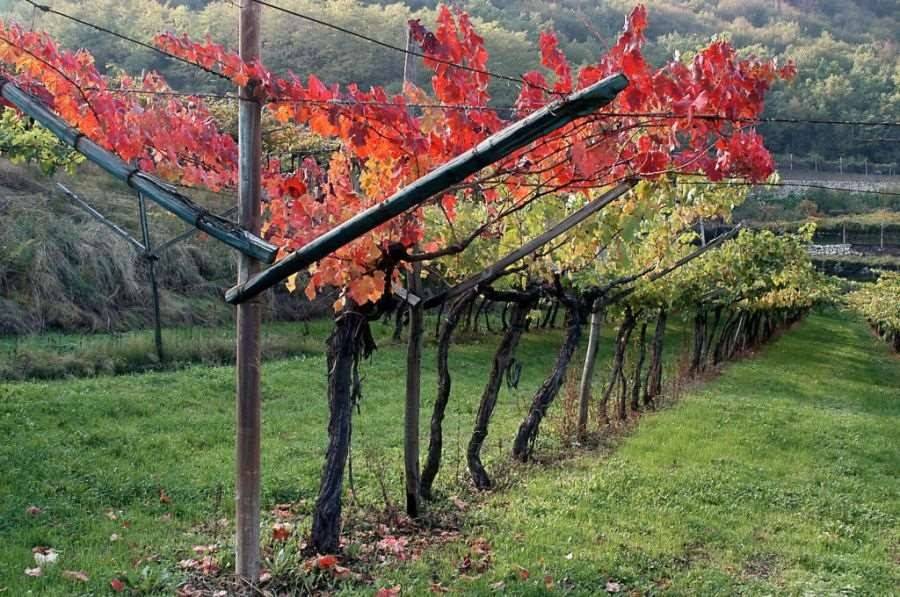 immagine di copertina