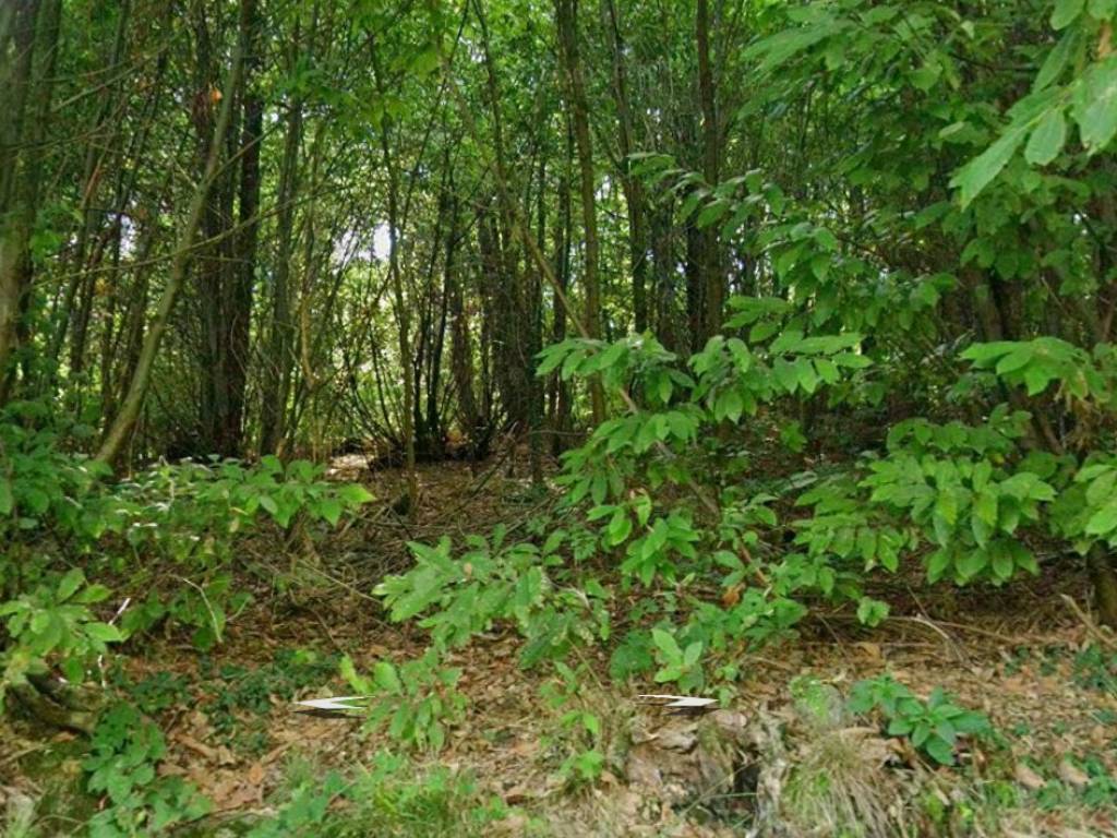 Terreno a Tavullia in Monteluro S.N.C. - Foto 4