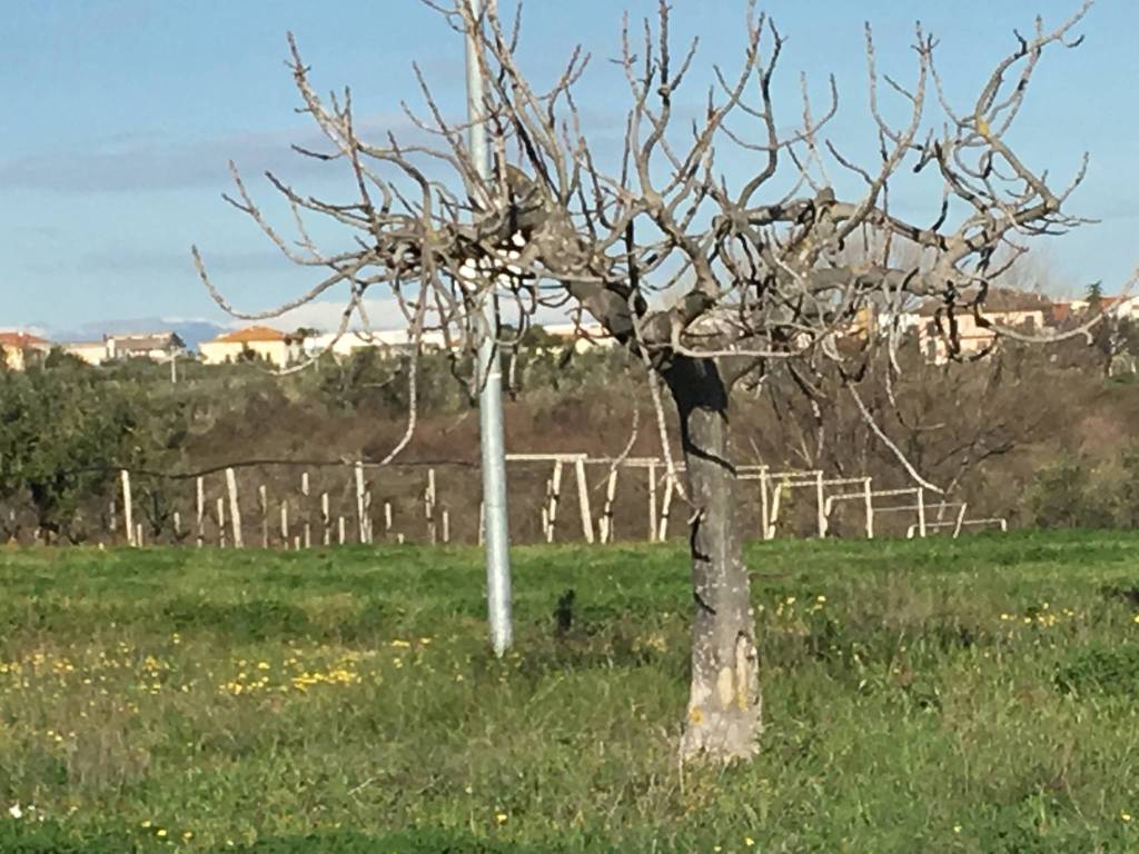 Terreno a Ortona in C.da Gagliarda Alta - Foto 5