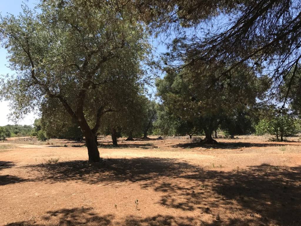 Rustico / casale a Martina franca in Contrada Paretone - Foto 3